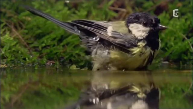 Природа весной