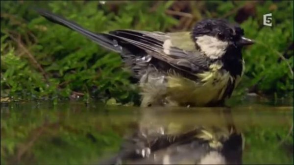 Природа весной