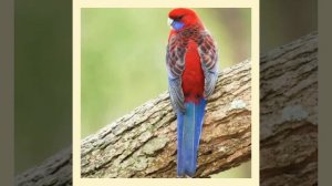 Веселое пение розелл.