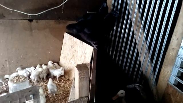 Куриная мама.Ругаюсь .Умные черные куры .Как определить пол утки? смотреть онлайн