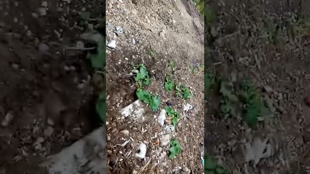 КОП С МЕТАЛЛОИСКАТЕЛЕМ гаретт асе 250! смотреть онлайн