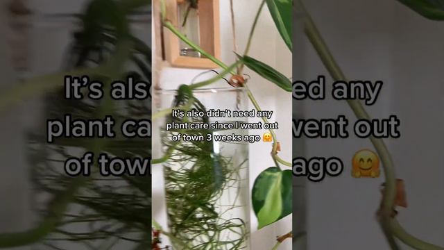 Brazil Philodendron - Growing in water. смотреть онлайн