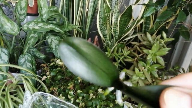 Две орхидеи, /Вивальди🦋и Леко Фантастик🌸/которые хотели меня покинуть🤔(18.04.23) смотреть онлайн