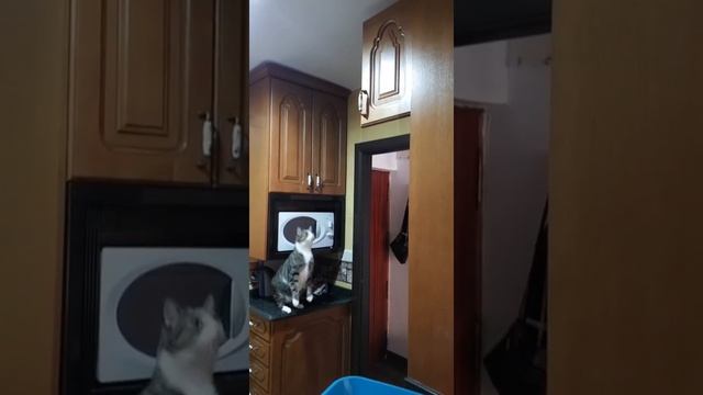 Kitty Jump Fail || ViralHog смотреть онлайн