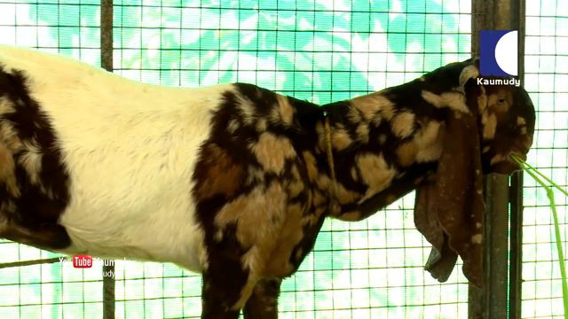Know about goat farming after the lockdown | Haritham Sundharam | EP 274 смотреть онлайн