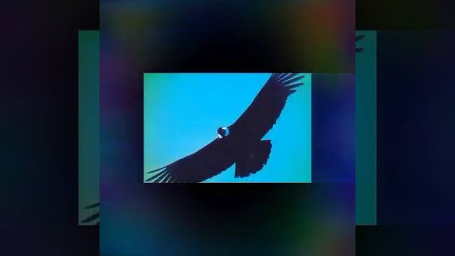 Самые красивые птицы смотреть онлайн