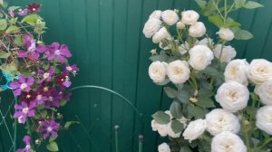 Юстасия Вэй и другие розы первогодки в горшечном садике ???♀️?