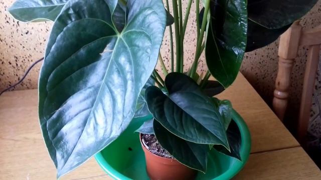 Як правильно поливати АНТУРІУМ