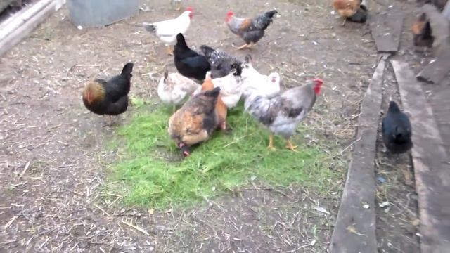 Увеличиваем яйценосность кур в осенне зимний период.Тонкости кормления в приусадебном хозяйстве. смотреть онлайн