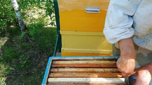 Результаты искусственного роения и как непотерять принос нектара в улей смотреть онлайн