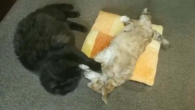 Гидаори Леонард, пуховая китайская собака, мальчик. И кот 14 лет. смотреть онлайн