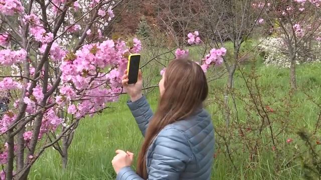 Цветение сакуры смотреть онлайн