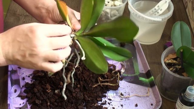 экспериментальная ПОСАДКА ОРХИДЕИ в ПЕНОСТЕКЛО Grow Plant смотреть онлайн