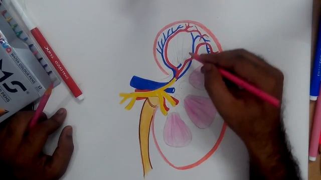 how to draw kidney anatomy смотреть онлайн
