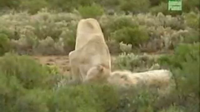 Белый лев -Царь Царей. смотреть онлайн