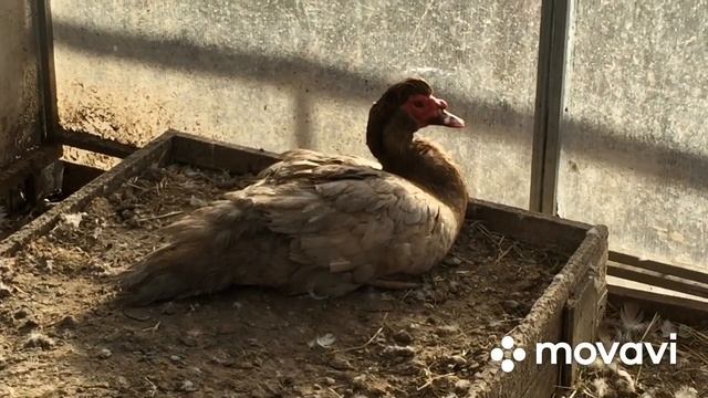 Утки Бегунки заасфальтировали загон/ У всей птицы семейная жизнь кроме одного селезня, как быть? смотреть онлайн