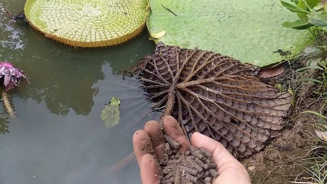 Using Organic Fertilizer To Victoria Regia, Fertilizer Lotus