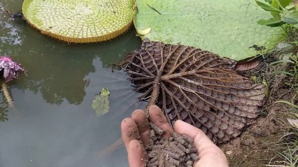 Using organic fertilizer to victoria regia, fertilizer lotus