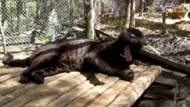 CRUCE entre JAGUAR y LEONA | ¿Qué Características Heredará él CACHORRO? смотреть онлайн