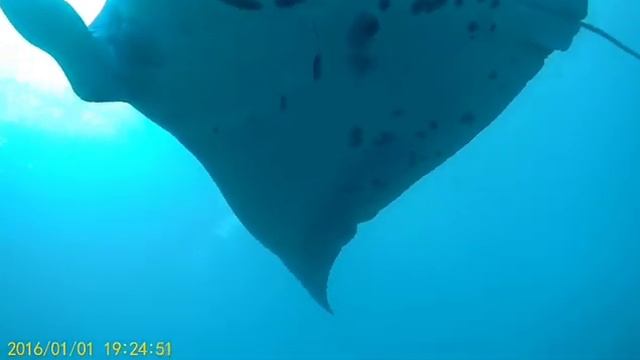 дайвинг на Бали №2 смотреть онлайн