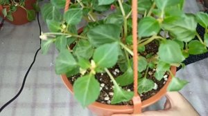 бальзамин импатиенс. черенкование