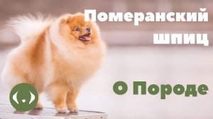 Померанский шпиц - О породе - Как выбрать щенка Померанского шпица?
