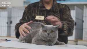 Самые агрессивные и опасные породы кошек