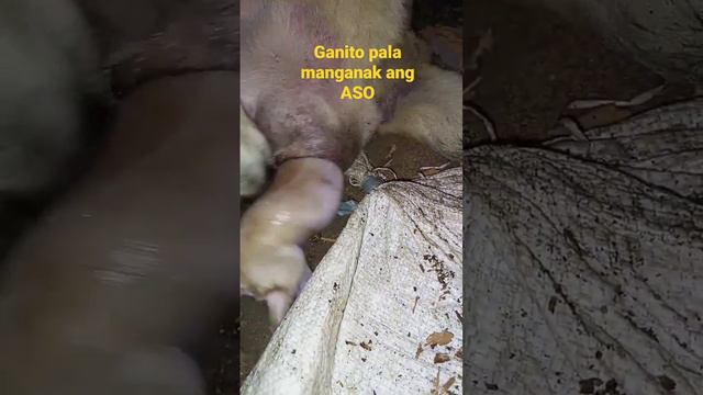 #Aso ang panganganak ni cutie