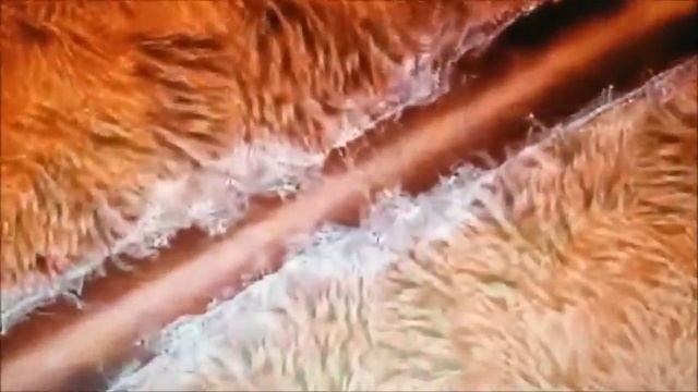 Shree Ram Jai Ram - MANTRA DEL DESPERTAR смотреть онлайн