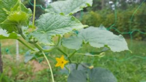 ОГУРЦЫ - ЛУЧШИЕ СОРТА для ЗАСОЛКИ. Лучшие сорта и гибриды F1 огуров, МАРИНОВАННЫЕ огурчики хрустящи