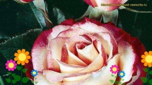 Роза чайно-гибридная Максим. Краткий обзор, описание характеристик, где купить саженцы Maxim