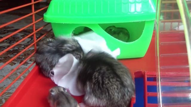 Хомячки - семья / Hamsters смотреть онлайн