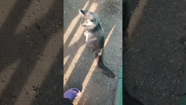 наглая.mp4 смотреть онлайн