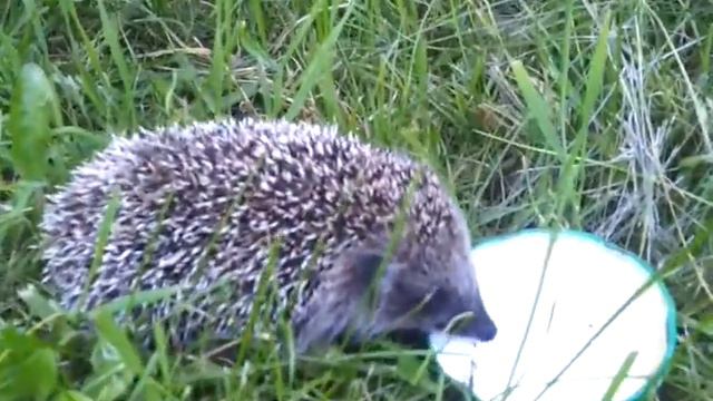 Маленький ежик пришел в гости смотреть онлайн