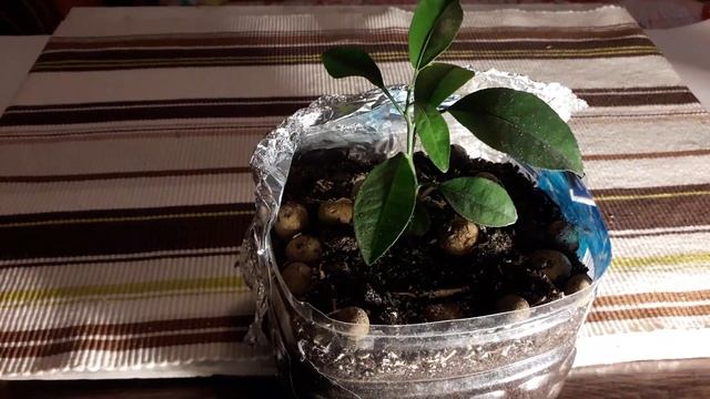 Секреты выращивания апельсинов и два лайфхака от Егорий и цитрус смотреть онлайн