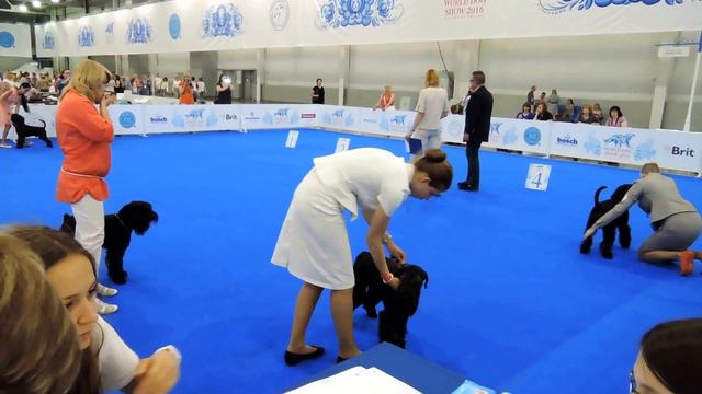 Schnauzer Black - World Dog Show 2016 - Open Class Males