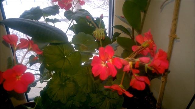 ЦВЕТОЧНАЯ ГИРЛЯНДА СВОИМИ РУКАМИ смотреть онлайн