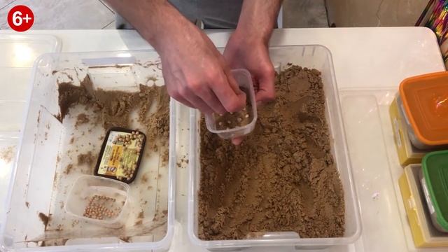 Стратификация косточек Вишни Войлочной, Вишни Универсальной, Вишни Войлочной +Гены Персиков. смотреть онлайн