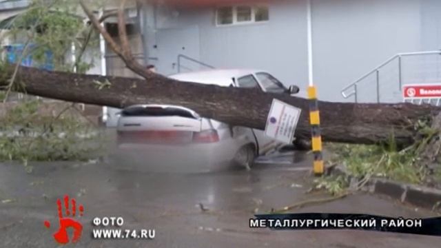 Водитель машины отсудил деньги у чиновников за дерево, упавшее на машину