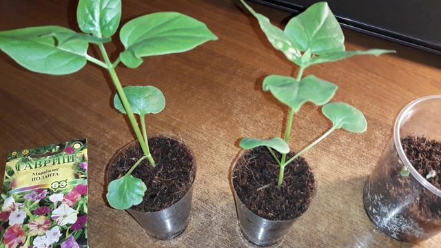 МИРАБИЛИС . КОГДА САЖАТЬ.