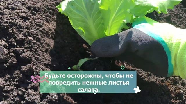 Кочанный салат выращиваю только этим способом. смотреть онлайн