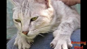 Почему кошка ТОПЧЕТСЯ, перебирая лапками? (Взбивает перину?)