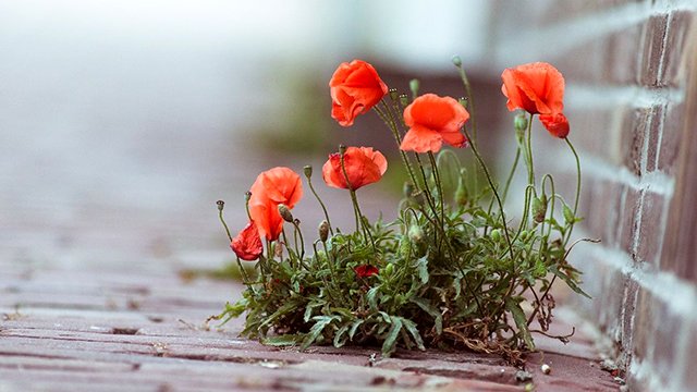 Ирина Мальгина и Эмин Бабаев - "Городские цветы" смотреть онлайн