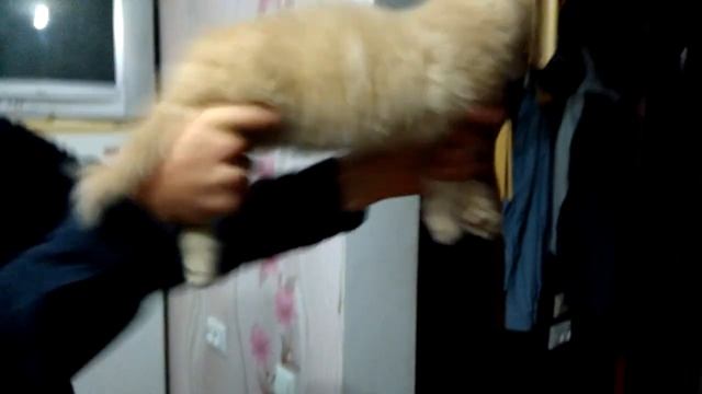 котэ автомат смотреть онлайн