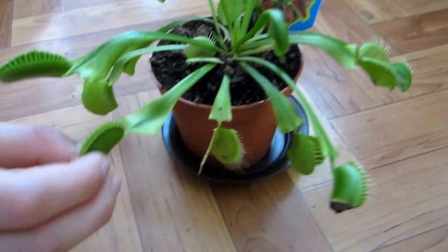 Хищное растение, Венерина мухоловка. смотреть онлайн