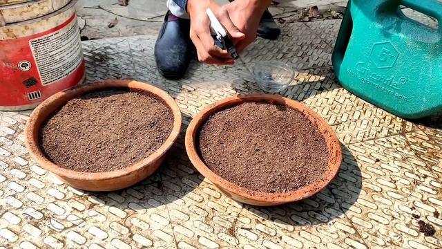 क्या बीज से गुलदाउदी के पौधे उगा सकते हैं ? Can we grow Chrysanthemum from Seeds? смотреть онлайн
