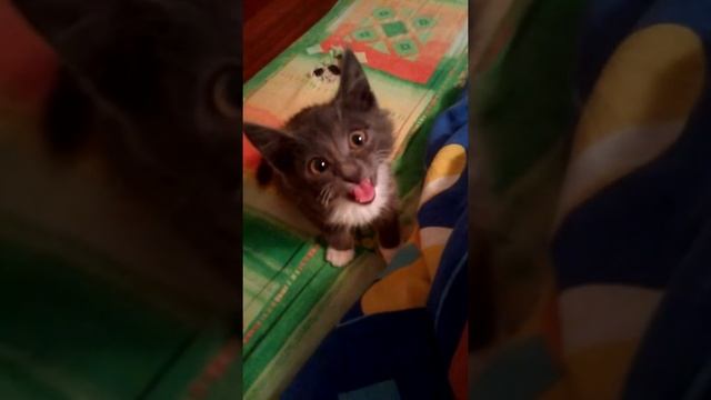 Злобный зверь смотреть онлайн