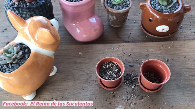 Las Suculentas Que Me Traje De PERU 🇵🇪🪴