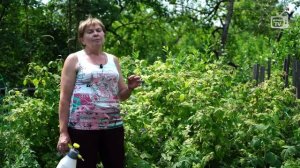 Болезни малины  ?  Хлороз малины лечение ?  садовый декор  хитсад.