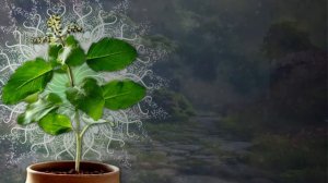 Шри Туласи-киртан текст